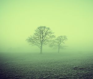 Preview wallpaper fog, trees, field, nature