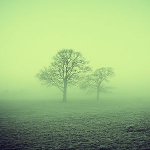 Preview wallpaper fog, trees, field, nature