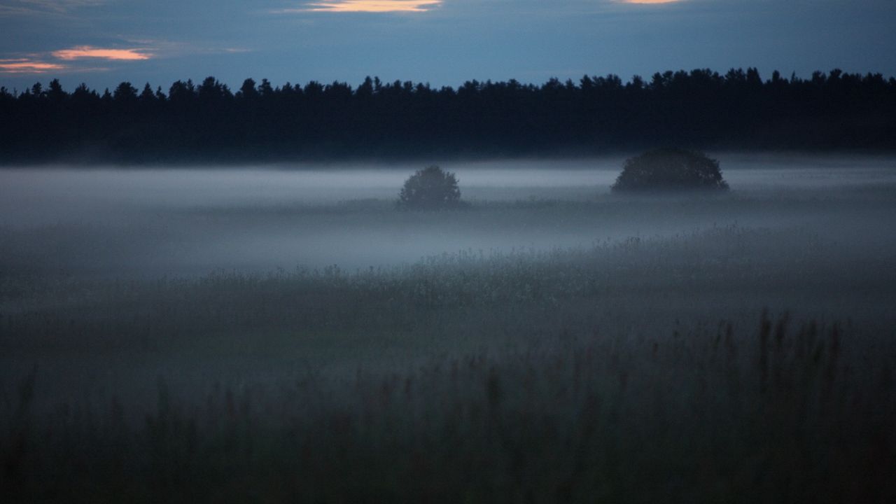 Wallpaper fog, trees, field, outlines