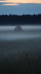 Preview wallpaper fog, trees, field, outlines