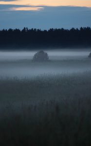 Preview wallpaper fog, trees, field, outlines