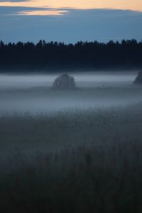 Preview wallpaper fog, trees, field, outlines