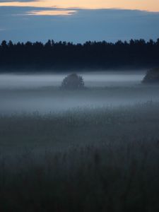 Preview wallpaper fog, trees, field, outlines