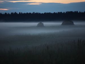 Preview wallpaper fog, trees, field, outlines