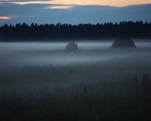 Preview wallpaper fog, trees, field, outlines