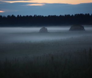 Preview wallpaper fog, trees, field, outlines