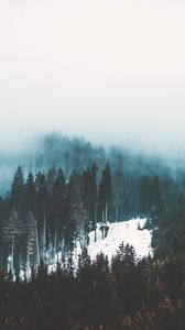 Preview wallpaper fog, trees, forest, snow