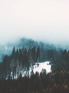 Preview wallpaper fog, trees, forest, snow