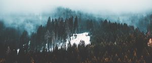 Preview wallpaper fog, trees, forest, snow