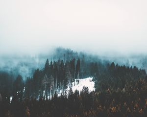 Preview wallpaper fog, trees, forest, snow