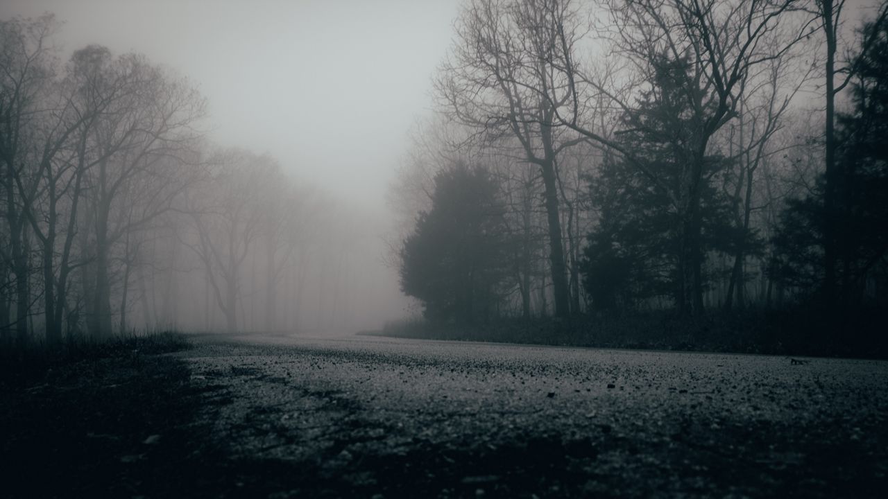 Wallpaper fog, trees, forest, gloomy