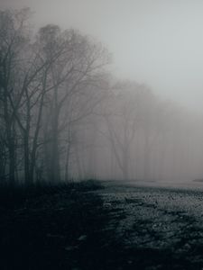 Preview wallpaper fog, trees, forest, gloomy