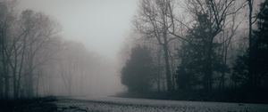 Preview wallpaper fog, trees, forest, gloomy