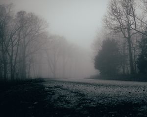 Preview wallpaper fog, trees, forest, gloomy