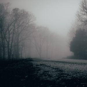 Preview wallpaper fog, trees, forest, gloomy