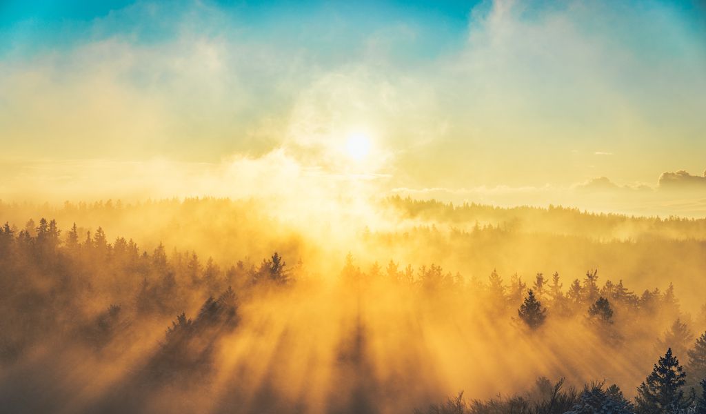 1024x600 Wallpaper fog, trees, light, sun, nature