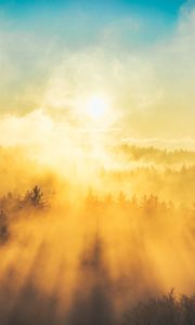 Preview wallpaper fog, trees, light, sun, nature