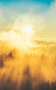 Preview wallpaper fog, trees, light, sun, nature