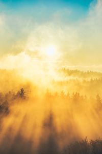 Preview wallpaper fog, trees, light, sun, nature