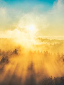 Preview wallpaper fog, trees, light, sun, nature
