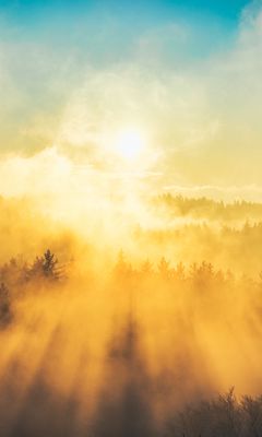 240x400 Wallpaper fog, trees, light, sun, nature