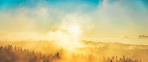 Preview wallpaper fog, trees, light, sun, nature