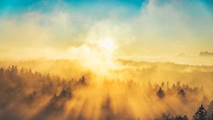 Preview wallpaper fog, trees, light, sun, nature