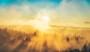 Preview wallpaper fog, trees, light, sun, nature