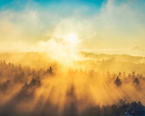 Preview wallpaper fog, trees, light, sun, nature