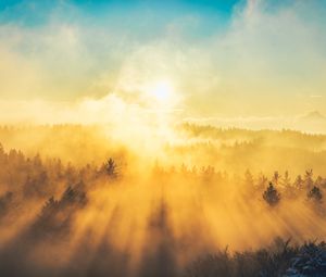 Preview wallpaper fog, trees, light, sun, nature