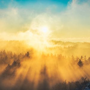 Preview wallpaper fog, trees, light, sun, nature