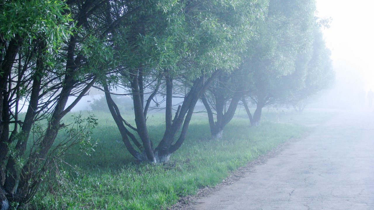 Wallpaper fog, trees, morning, cool