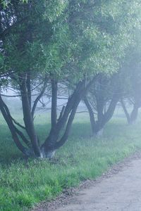 Preview wallpaper fog, trees, morning, cool