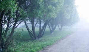 Preview wallpaper fog, trees, morning, cool