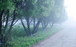 Preview wallpaper fog, trees, morning, cool