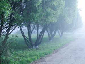 Preview wallpaper fog, trees, morning, cool