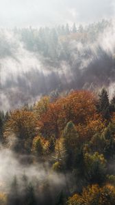 Preview wallpaper fog, trees, mountains, pinnacle