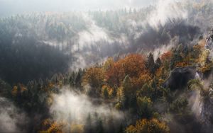 Preview wallpaper fog, trees, mountains, pinnacle