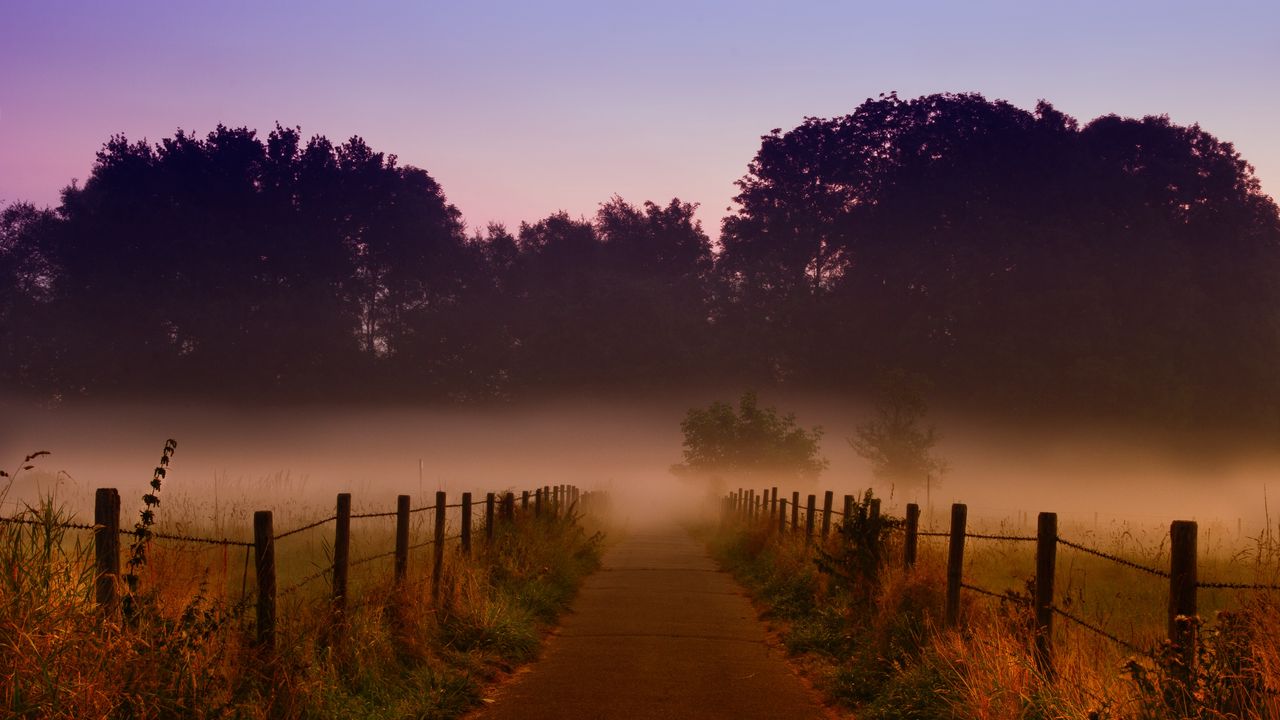 Wallpaper fog, trees, path, dawn
