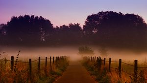 Preview wallpaper fog, trees, path, dawn