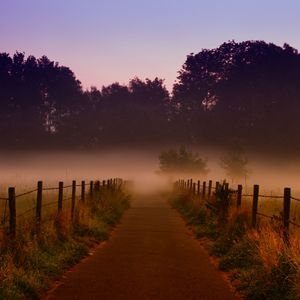 Preview wallpaper fog, trees, path, dawn