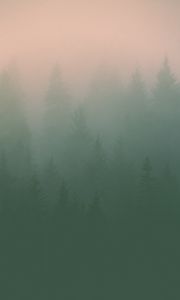 Preview wallpaper fog, trees, silhouettes, haze