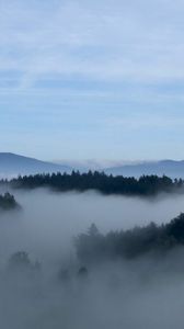 Preview wallpaper fog, trees, sky