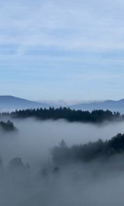 Preview wallpaper fog, trees, sky