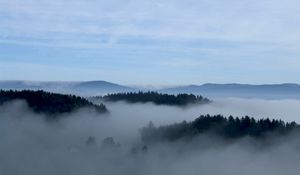 Preview wallpaper fog, trees, sky