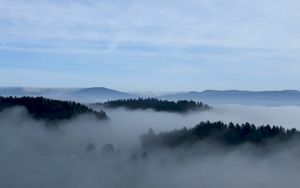 Preview wallpaper fog, trees, sky