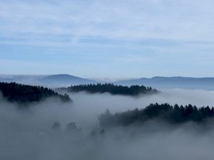 Preview wallpaper fog, trees, sky