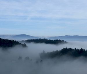 Preview wallpaper fog, trees, sky