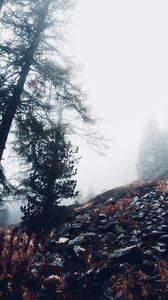 Preview wallpaper fog, trees, slope, stones, nature