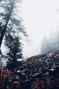 Preview wallpaper fog, trees, slope, stones, nature